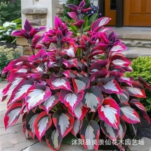 🍃🌸 9 ritka és lenyűgöző prémium, sokszínű HOSTA mag 🌸🍃