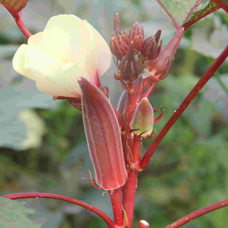 Gyümölcs okra magvak