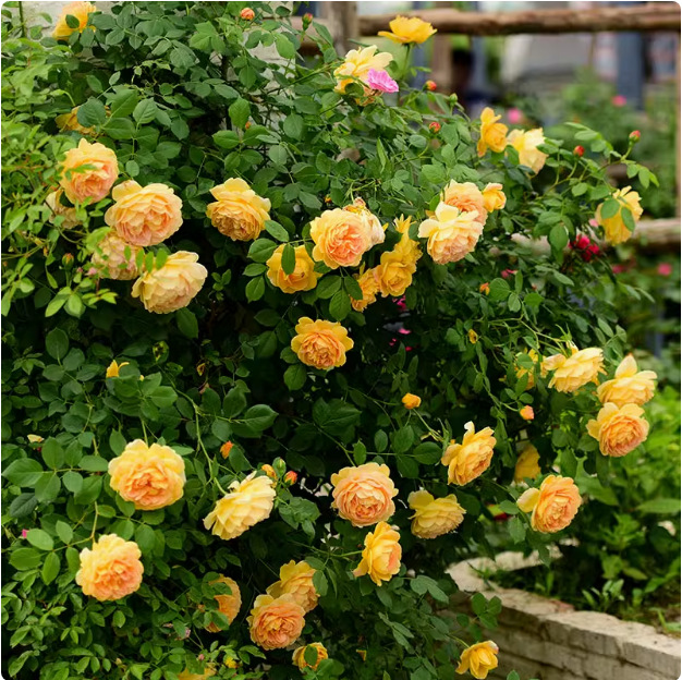 ÖrökVirágzó Kapaszkodó Rózsamagok