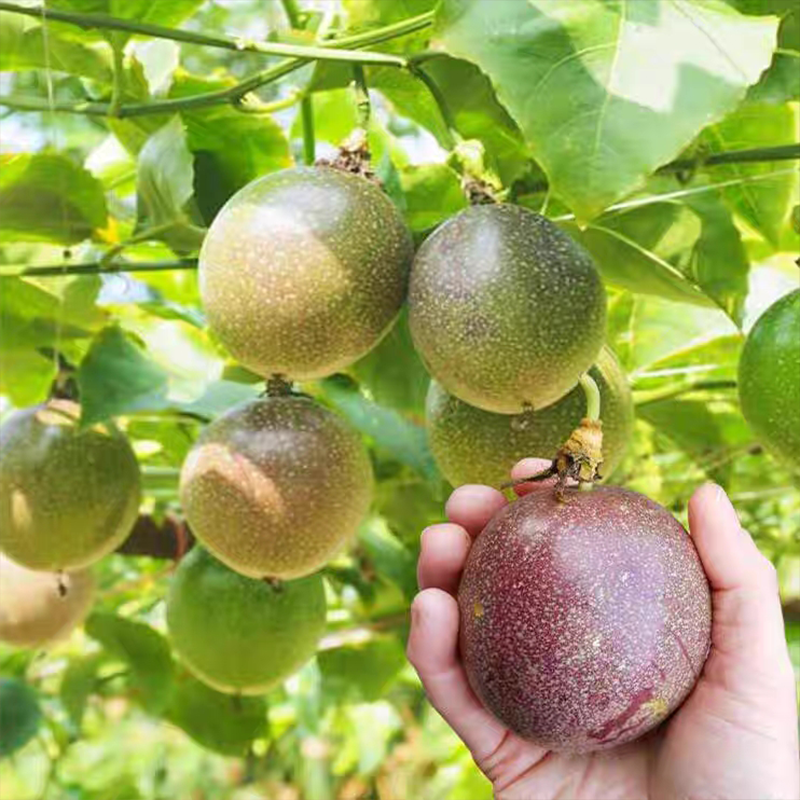 🔥HOT–🌱Sweet Passion Fruit Seeds You Can Grow Anywhere!
