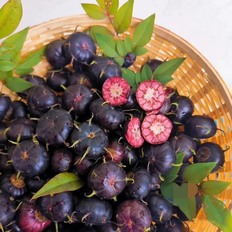 Piros gyümölcsös ginzeng magvak - pók gyümölcs