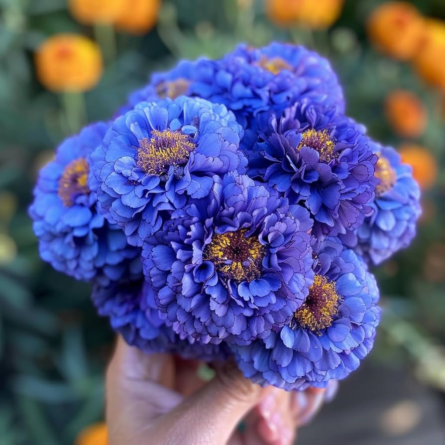 🌸Színes körömvirág magok