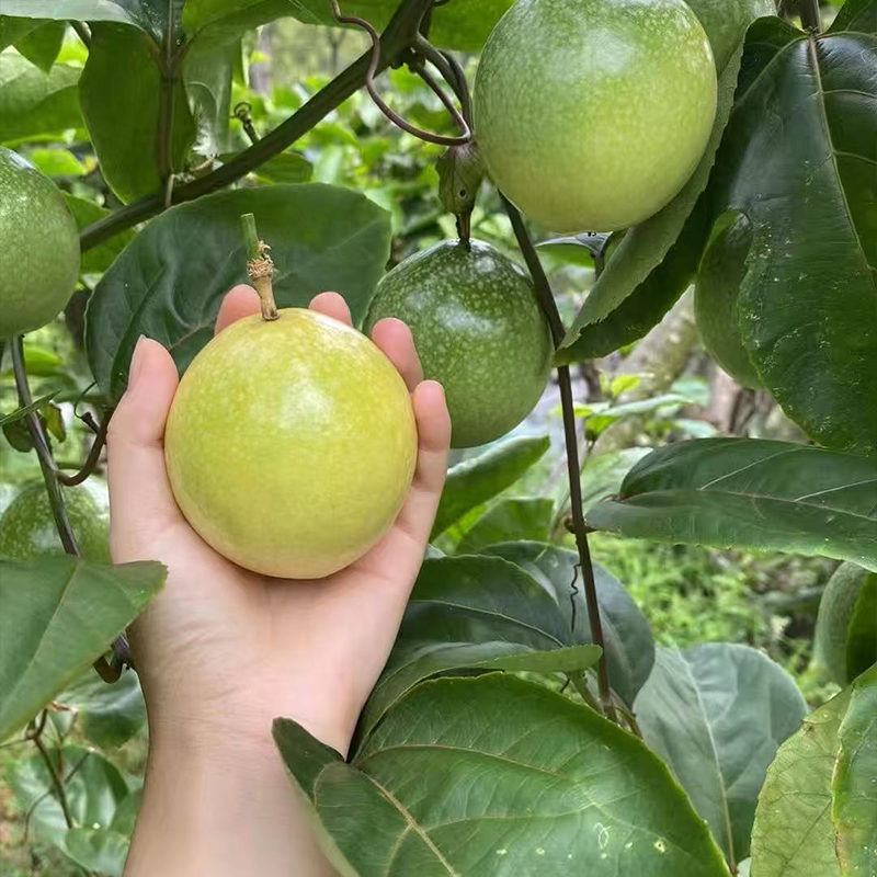 🔥HOT–🌱Sweet Passion Fruit Seeds You Can Grow Anywhere!