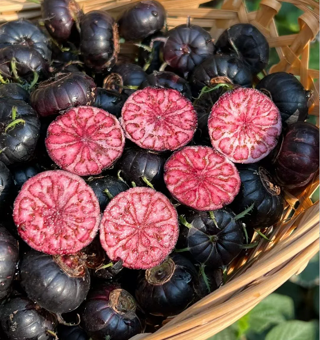 Piros gyümölcsös ginzeng magvak - pók gyümölcs