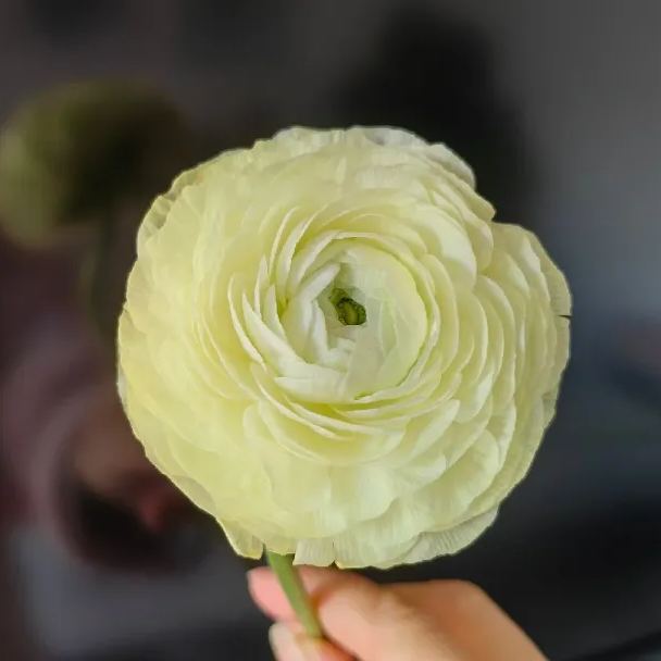 💐Lisianthus – Időtlen szépség, örök szerelem💫