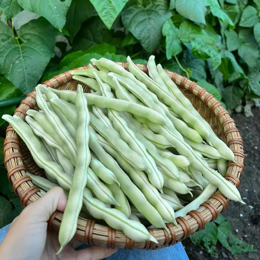 Magas hozamú bab (Kidney Beans)