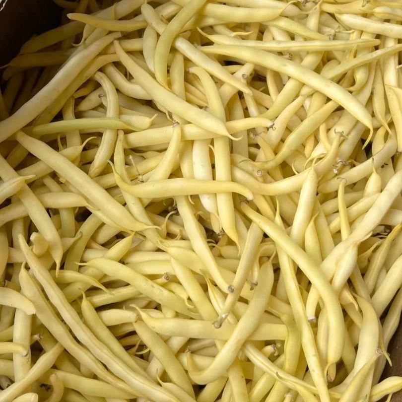 Magas hozamú bab (Kidney Beans)