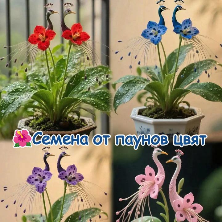 🦚🌺 Semena z pávového květu ✨Snadno se pěstují