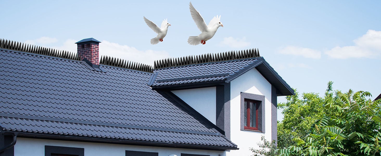 bird spikes