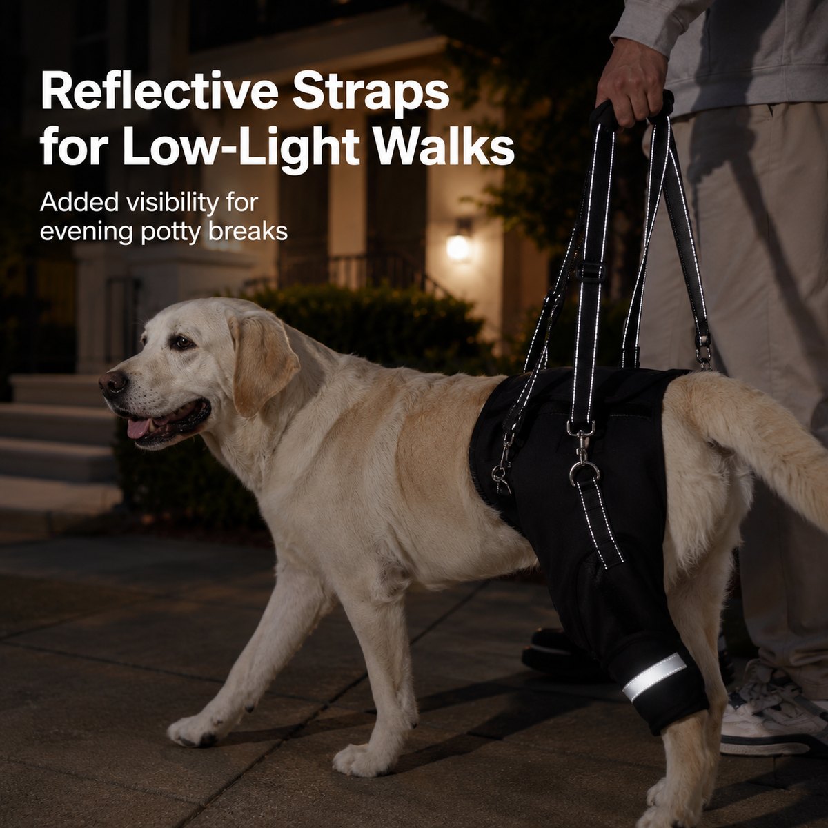 Help Your Senior Dog Climb Stairs, Get in the Car & Walk with Rear-Leg Support