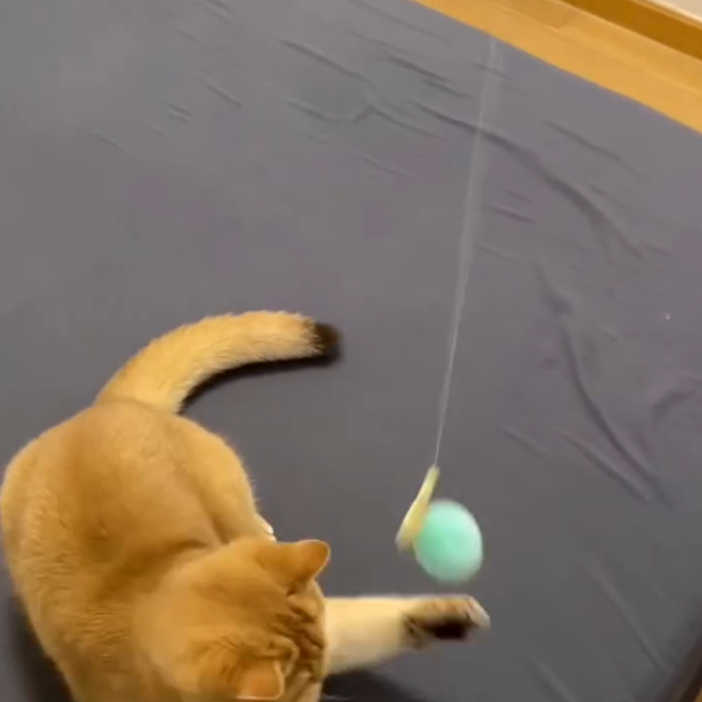 Electric cat toy launcher - launches pom-pom toy