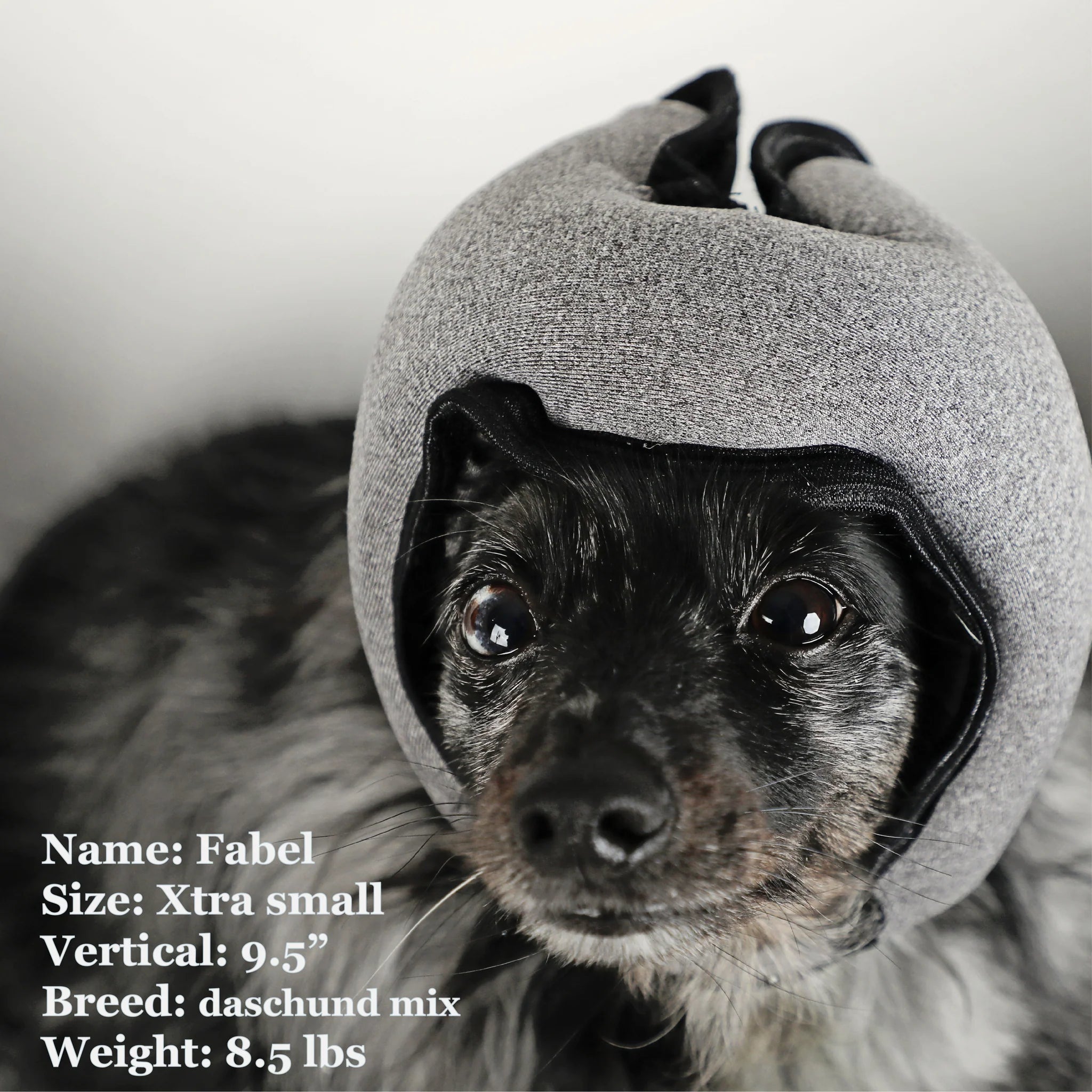 Noise-Cancelling Headphones For Dogs