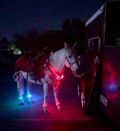 🐎 4-Pack Rechargeable LED Horse Leg Bands – 7-Color Multi-Light Set for Night Riding & Events ✨