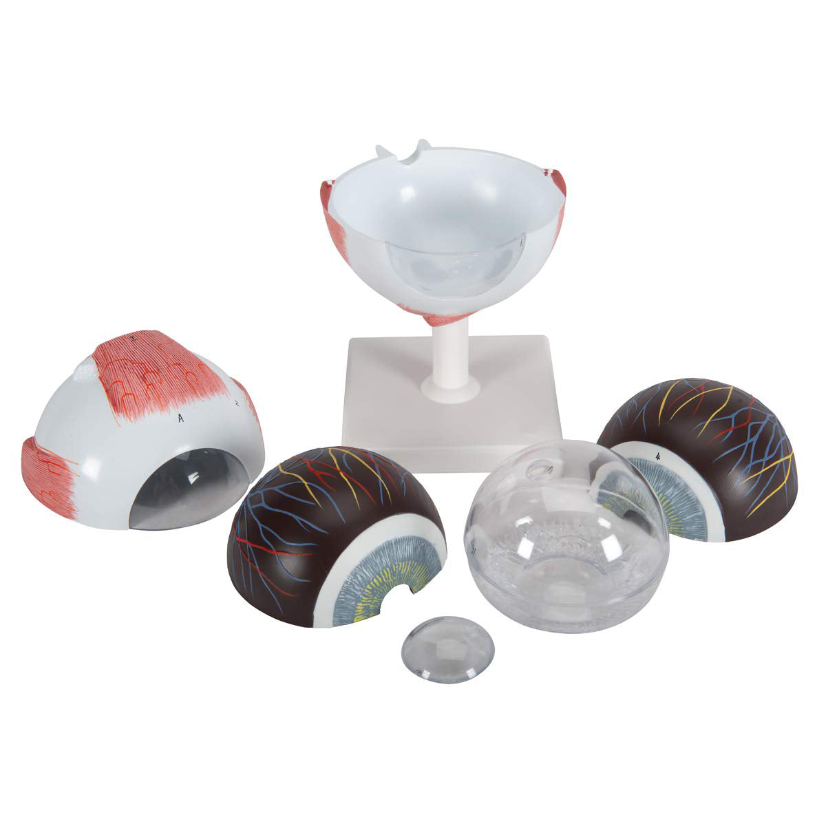 Enlarged Human Eye Anatomy Model