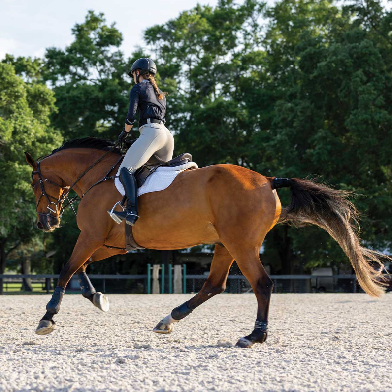 Equine Wellness Monitoring System – Real-Time Horse Activity & Health Tracker