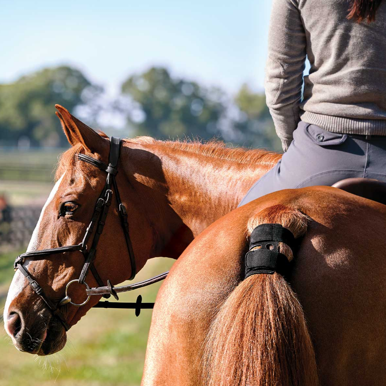 Equine Wellness Monitoring System – Real-Time Horse Activity & Health Tracker
