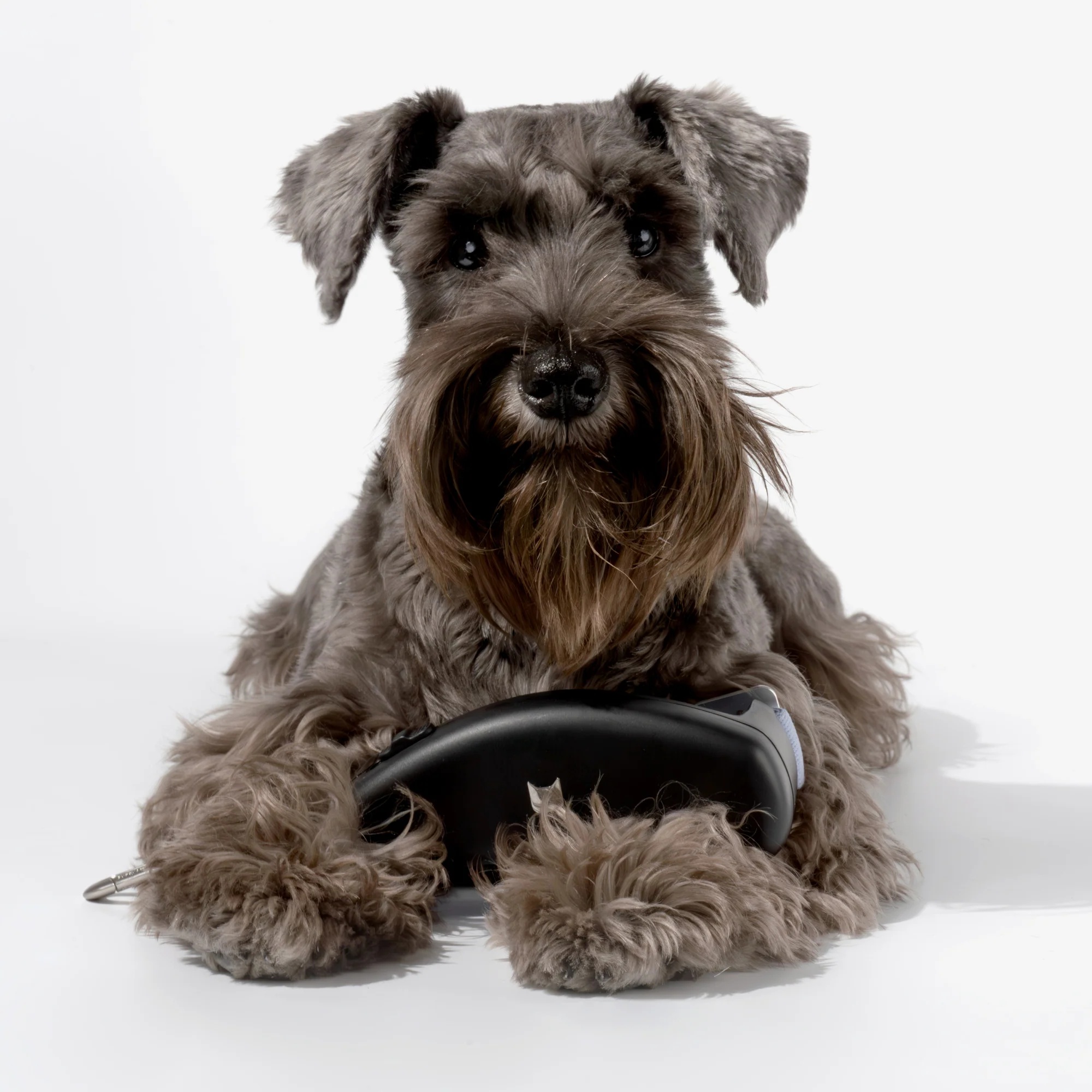 Retractable Dog Leash – Freedom for Them, Control for You