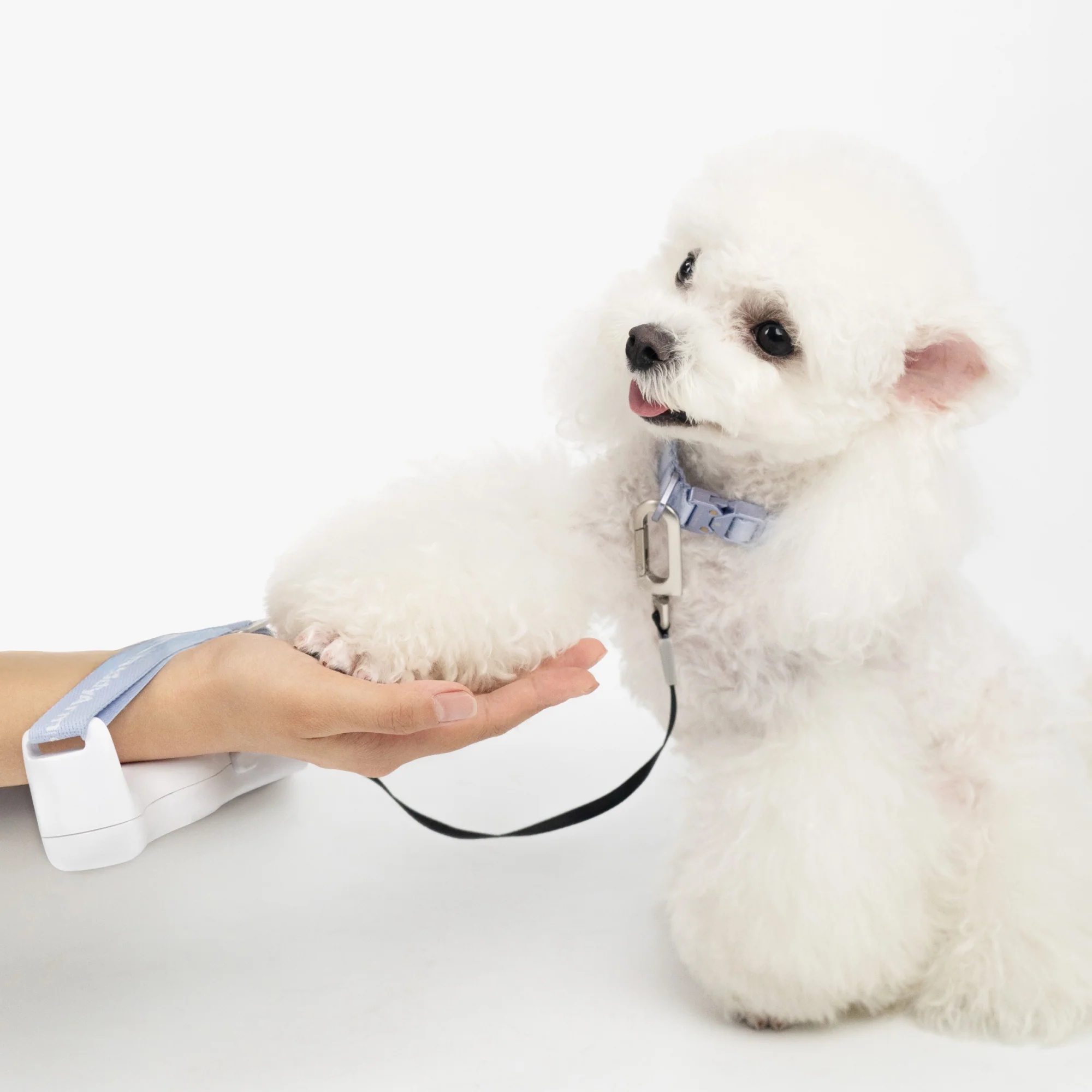 Retractable Dog Leash – Freedom for Them, Control for You