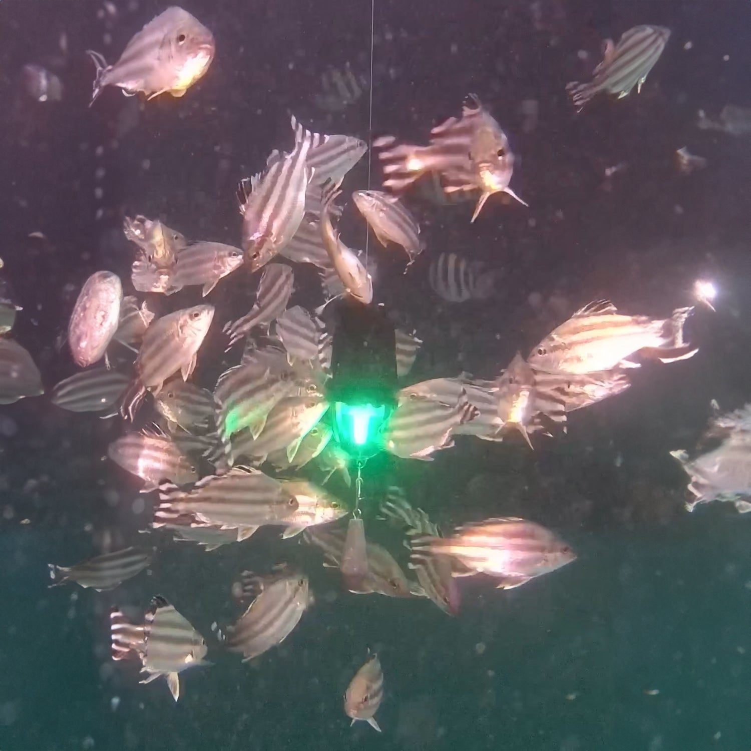 Smart Fishing Light – Sound & Light Fusion with 300m Waterproof Depth