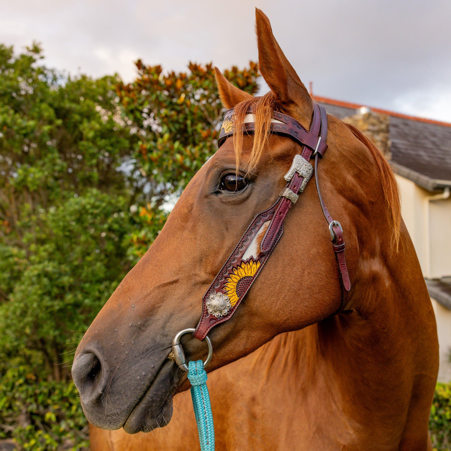 Sunflower Halter & Chest Strap Set – Premium Leather Horse Tack