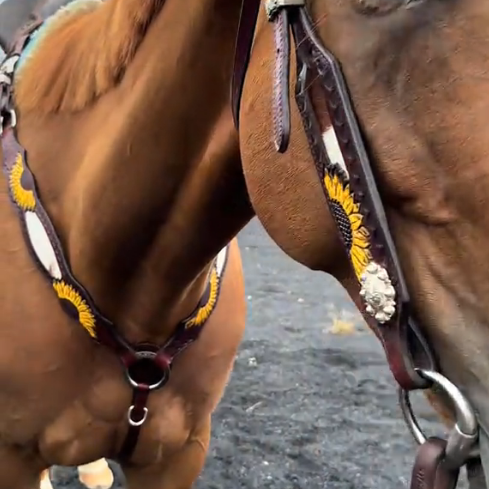 Sunflower Halter & Chest Strap Set – Premium Leather Horse Tack