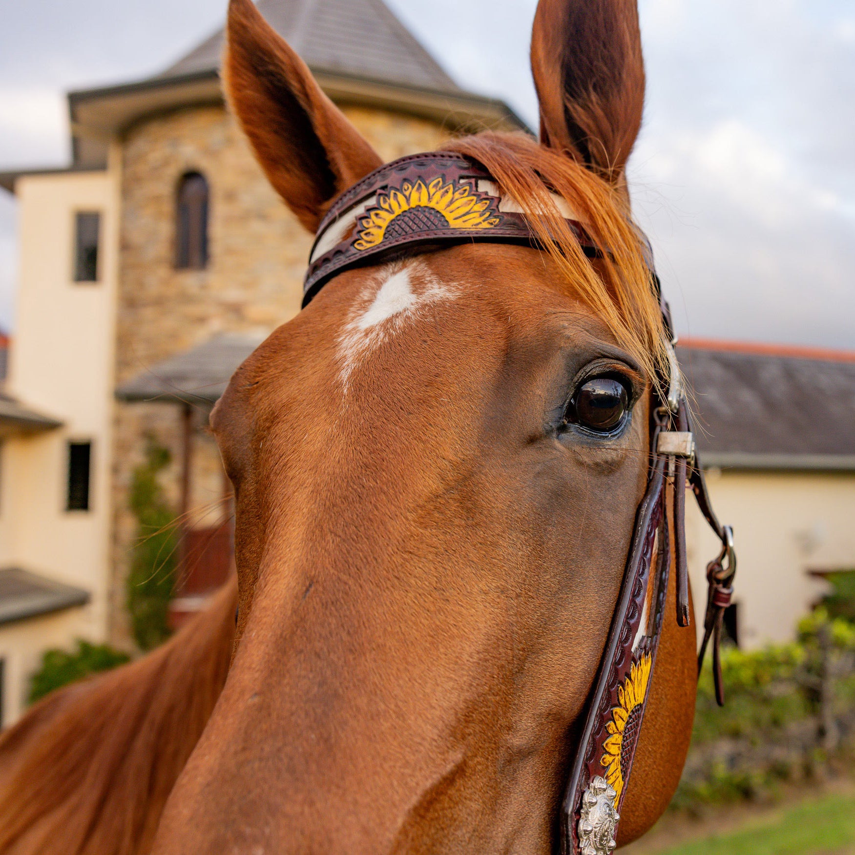 Sunflower Halter & Chest Strap Set – Premium Leather Horse Tack