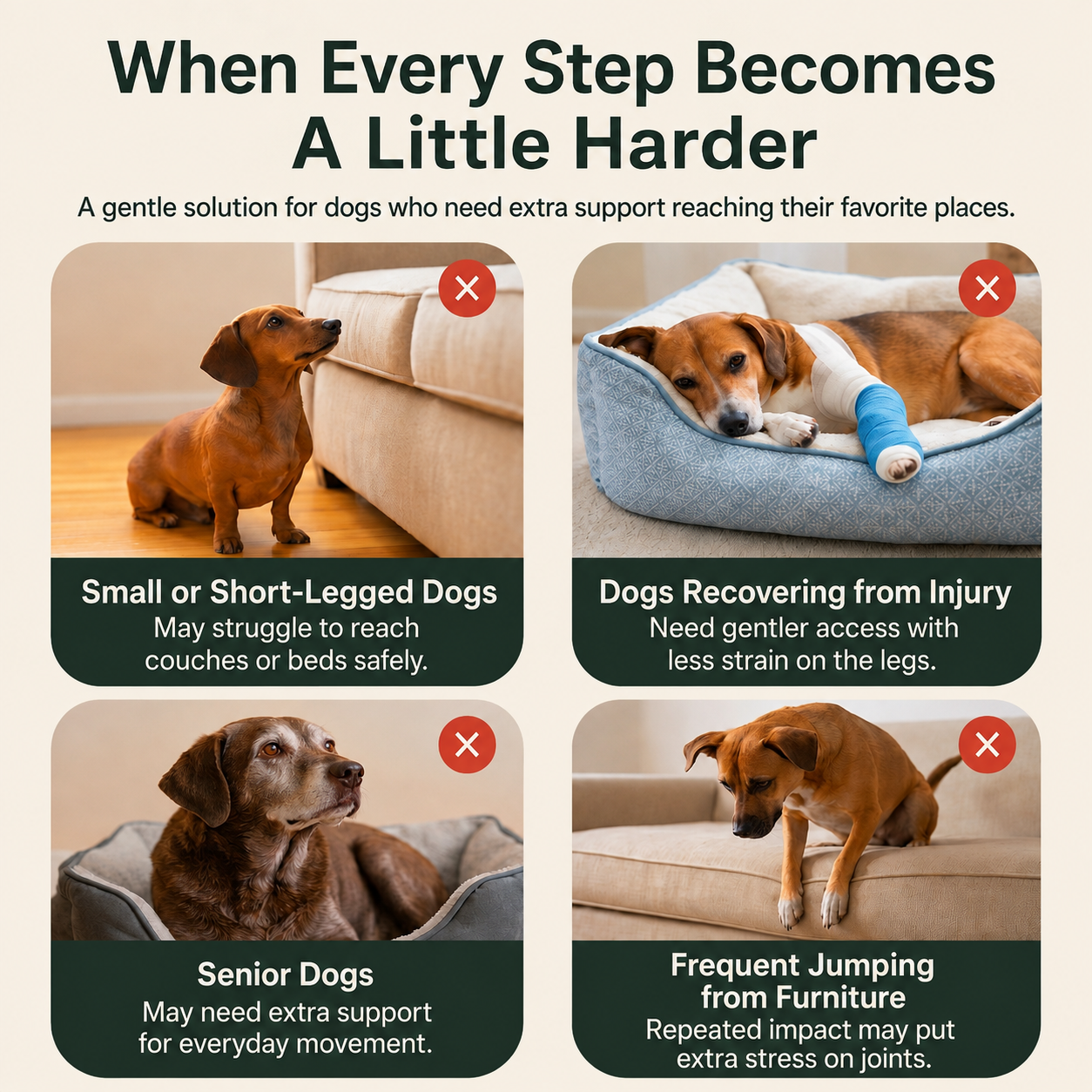 Pet ramp structure and design