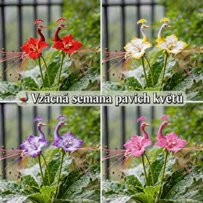 🦚 Vzácná semena pavích květů – snadné pěstování, ohromující barvy! 🌿