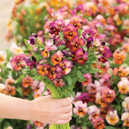 🔥🌱Zimní akce – 50 % sleva pouze na omezenou dobu🌸Krásná Sirôtka (Viola tricolor) – mrazuvzdorná květinová semena