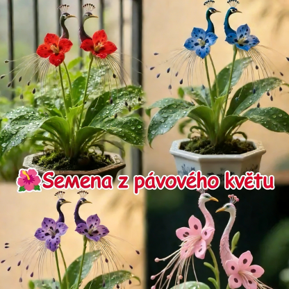 🔥Poslední 3 hodiny: 50% sleva🌺 Semena z pávového květu ✨Snadno se pěstují