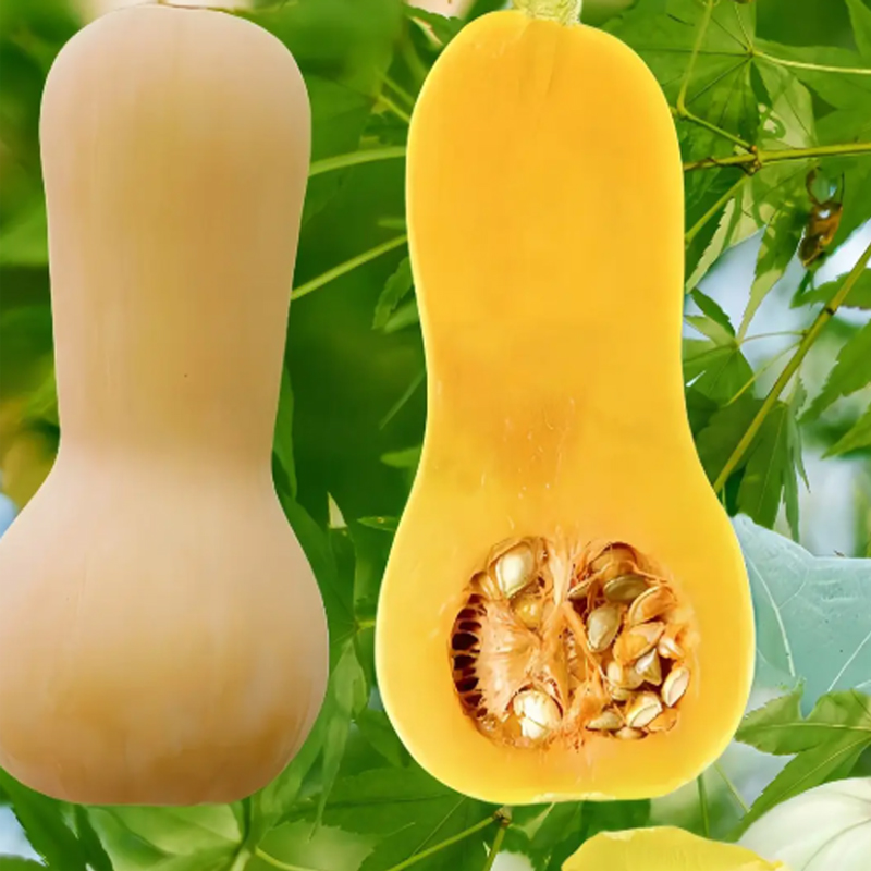 🌱🎃 Тиквени семена „Сладка сметана“ – лесни за отглеждане и изключително вкусни!