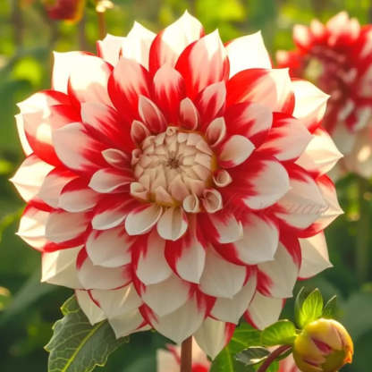 Rare Double Dahlias – Bold Blooms Ordinary Gardens Never Have