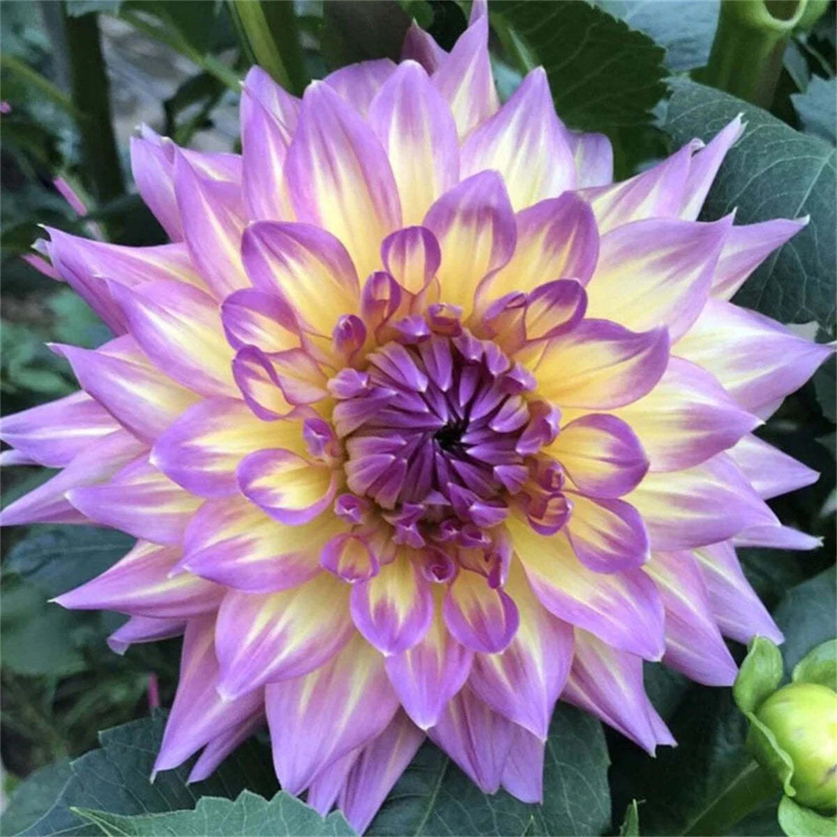 Rare Double Dahlias – Bold Blooms Ordinary Gardens Never Have
