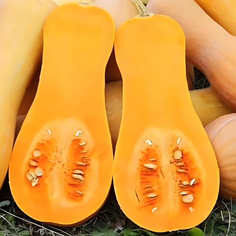 🌱🎃 Тиквени семена „Сладка сметана“ – лесни за отглеждане и изключително вкусни!