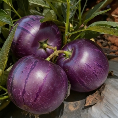 😋 Semínka fialového pepina 💜Sladká, šťavnatá a snadno se pěstují 🌱