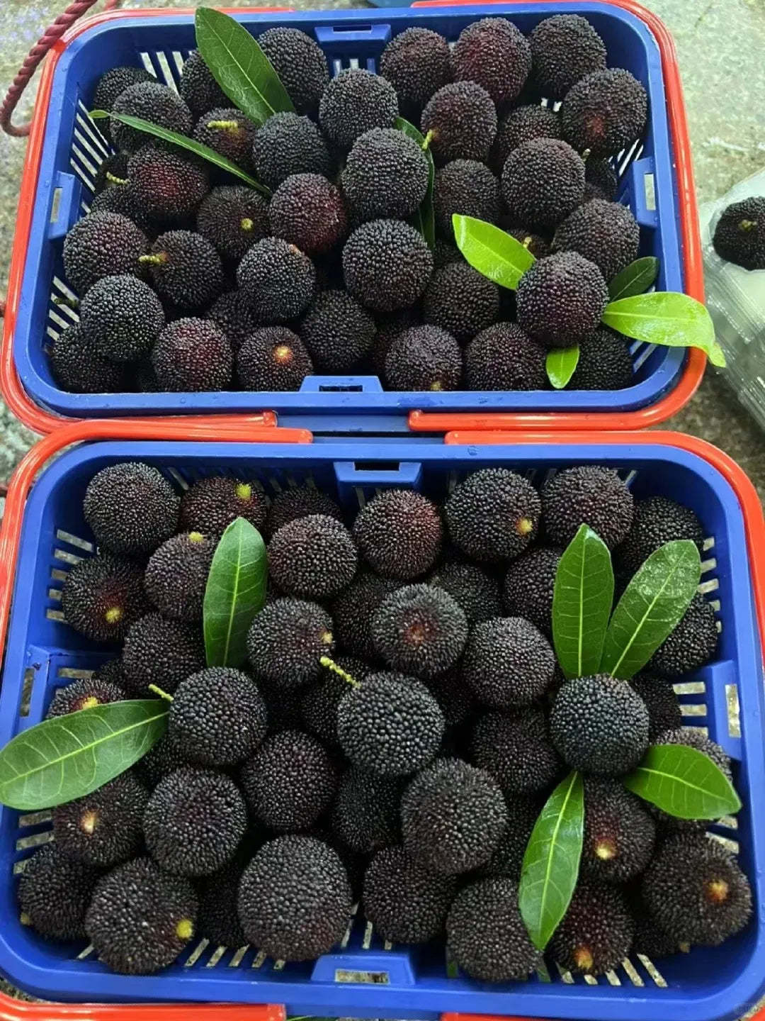 Obrovská čučoriedka: Velikost pingpongového míčku, ⭐Smíšená chuť jahod a třešní