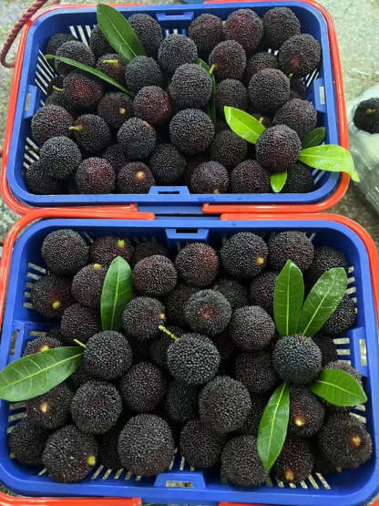 Obrovská čučoriedka: Velikost pingpongového míčku, ⭐Smíšená chuť jahod a třešní