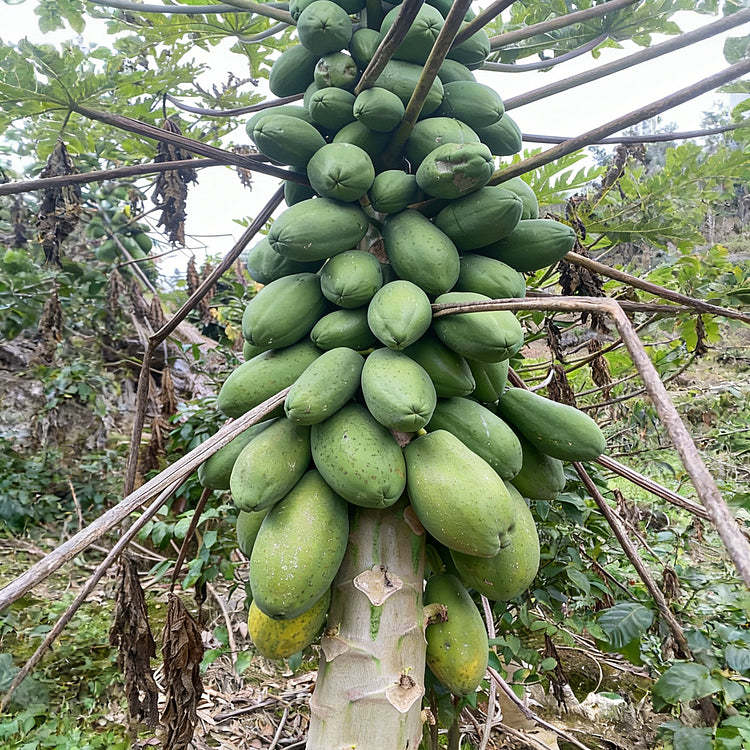 🥭 Krémes papaya magok🔥