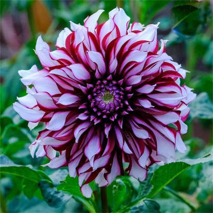Rare Double Dahlias – Bold Blooms Ordinary Gardens Never Have