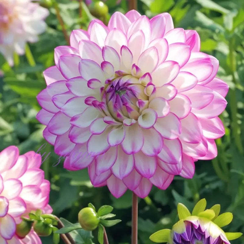 Rare Double Dahlias – Bold Blooms Ordinary Gardens Never Have