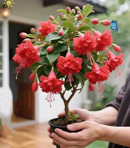 🔥Semena na odolné trvalé květiny🌺Plačící fuchsie - snový visutý květinový vodopád