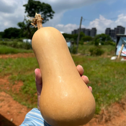 🌱🎃 Тиквени семена „Сладка сметана“ – лесни за отглеждане и изключително вкусни!