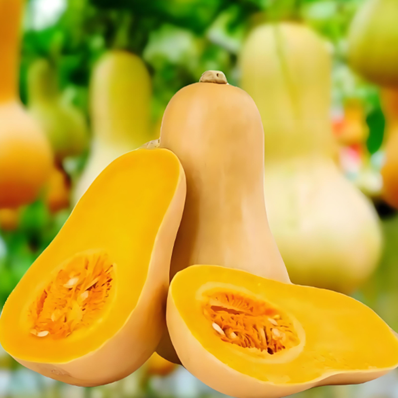 🌱🎃 Тиквени семена „Сладка сметана“ – лесни за отглеждане и изключително вкусни!