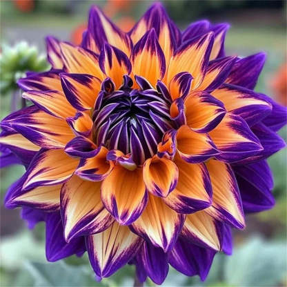 Rare Double Dahlias – Bold Blooms Ordinary Gardens Never Have