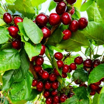 🌟 Obrovské sladké čerešňové semienka – pestujte obrovské, šťavnaté čerešne doma! 🍒✨