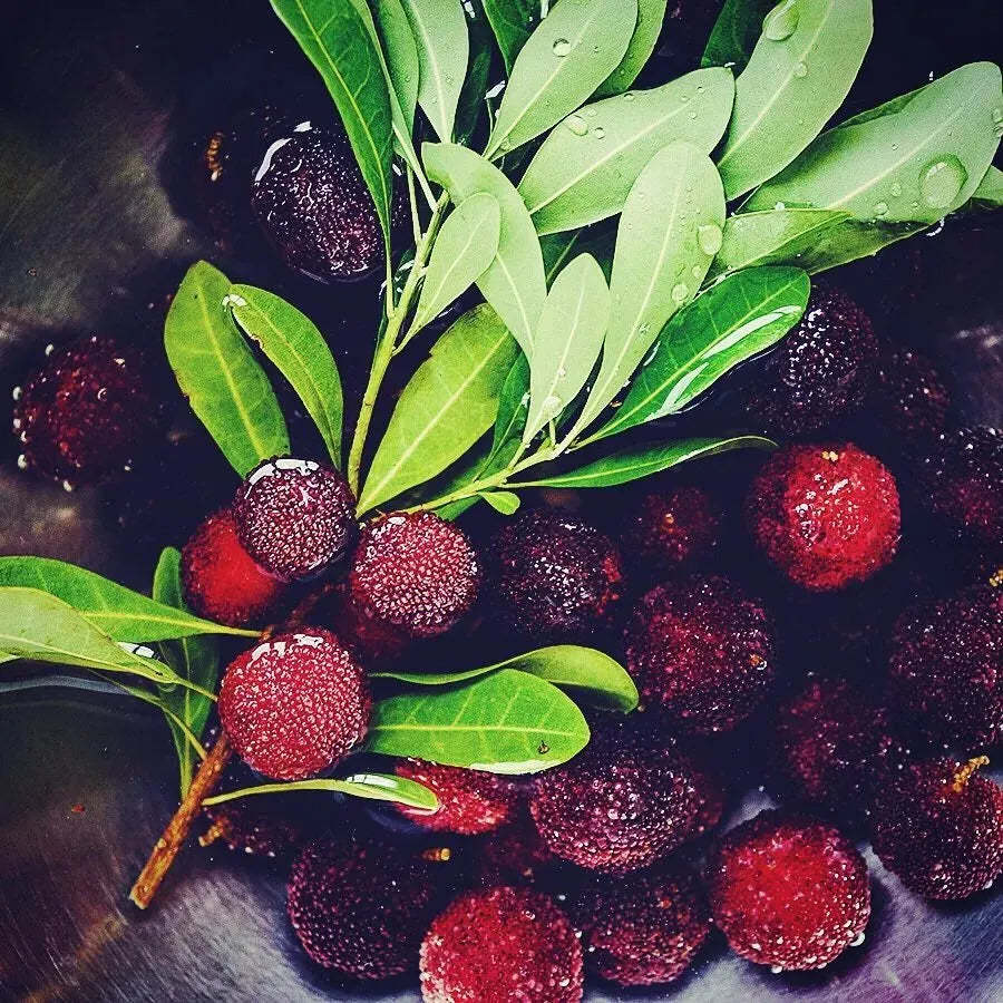 Obrovská čučoriedka: Velikost pingpongového míčku, ⭐Smíšená chuť jahod a třešní