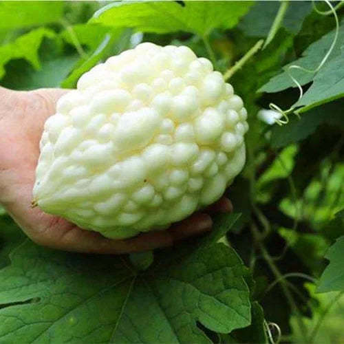 🌿Jablkový horký melón – Unikátní směs ovoce a zeleniny!