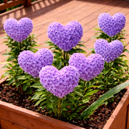 🔥Ограничена отстъпка, до 50% отстъпка 🌈 Семена на хортензия във формата на сърце