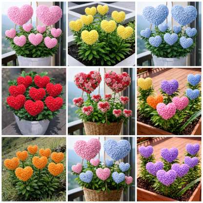 🔥Ограничена отстъпка, до 50% отстъпка 🌈 Семена на хортензия във формата на сърце