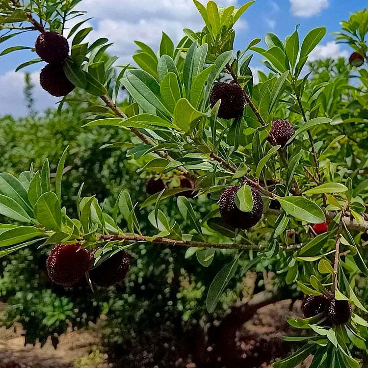Obrovská čučoriedka: Velikost pingpongového míčku, ⭐Smíšená chuť jahod a třešní